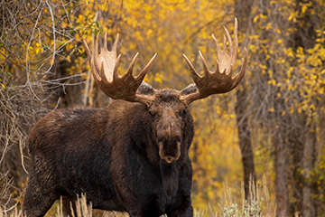 Moose